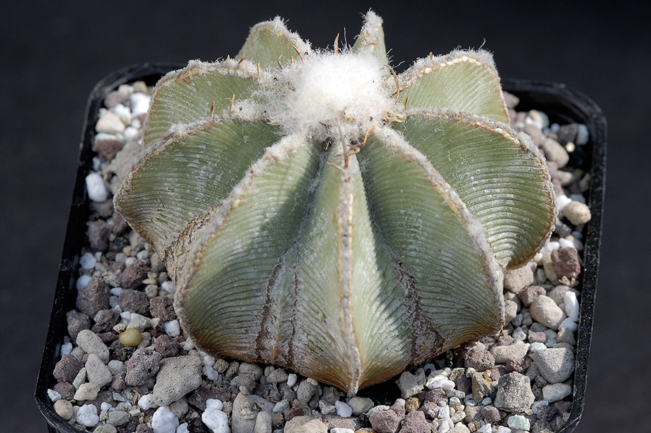 Aztekium Hintonii d. 6,5 75.00 €.jpg